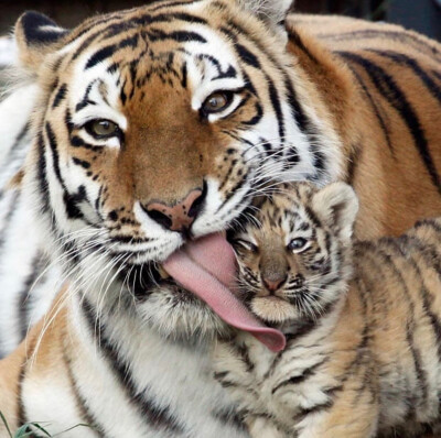 tiger$