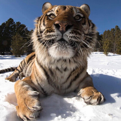 tiger$