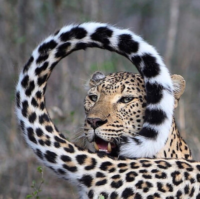 tiger$