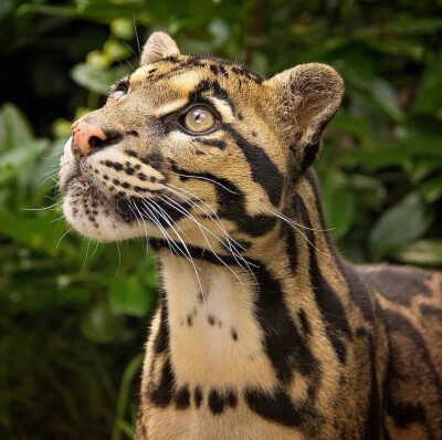 tiger$