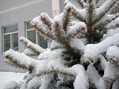 二零一九年冬 第二场中雪 和阿崔 徐大壮 下课回山上路上