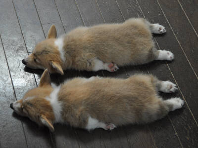 挺尸的柯基
via：twitter.com/cuteemergency/status/667242159213539332 ​​​[/cp]