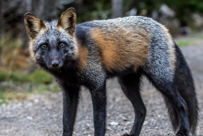 “十字狐（Cross Fox）”，赤狐和其他狐狸杂交的后代，有更多的黑色素，非常罕见。
（IG：keen.feed）