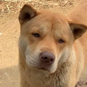 狗狗中华田园犬