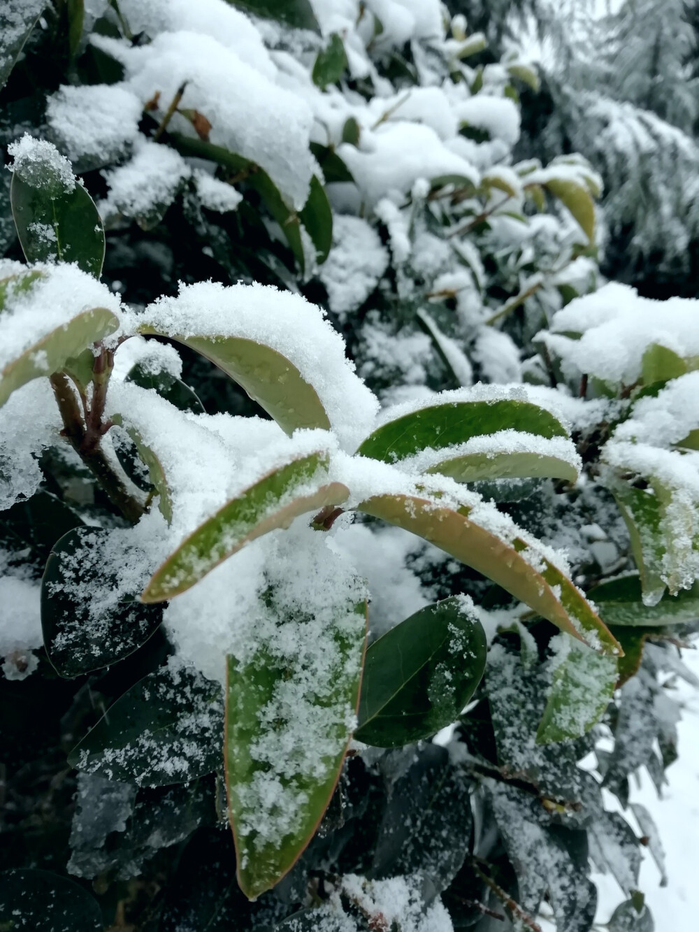 初雪