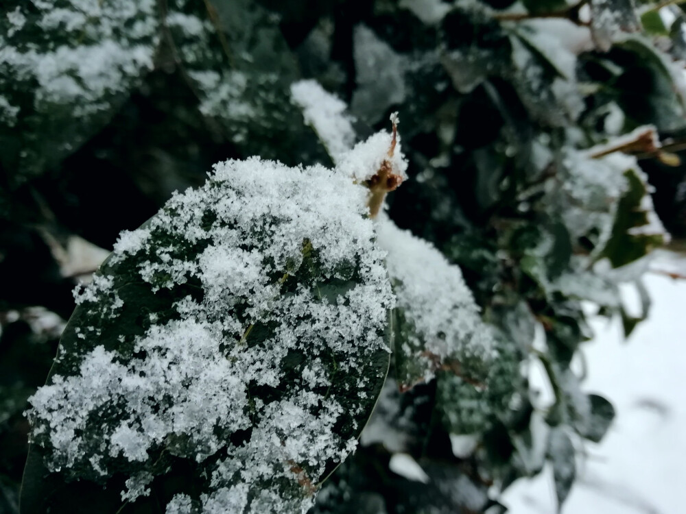 初雪