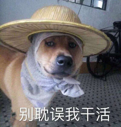 别耽误我干活