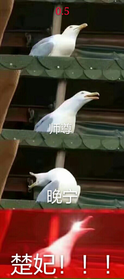 楚晚宁