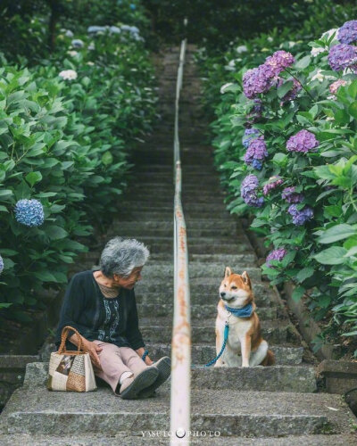 奶奶和柴犬