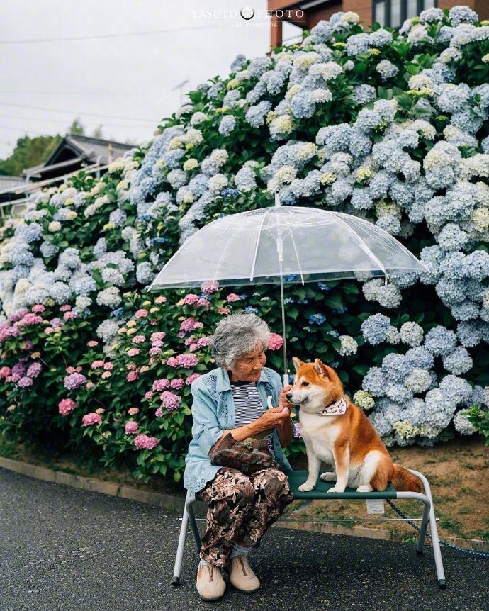 奶奶和柴犬