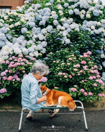 奶奶和柴犬