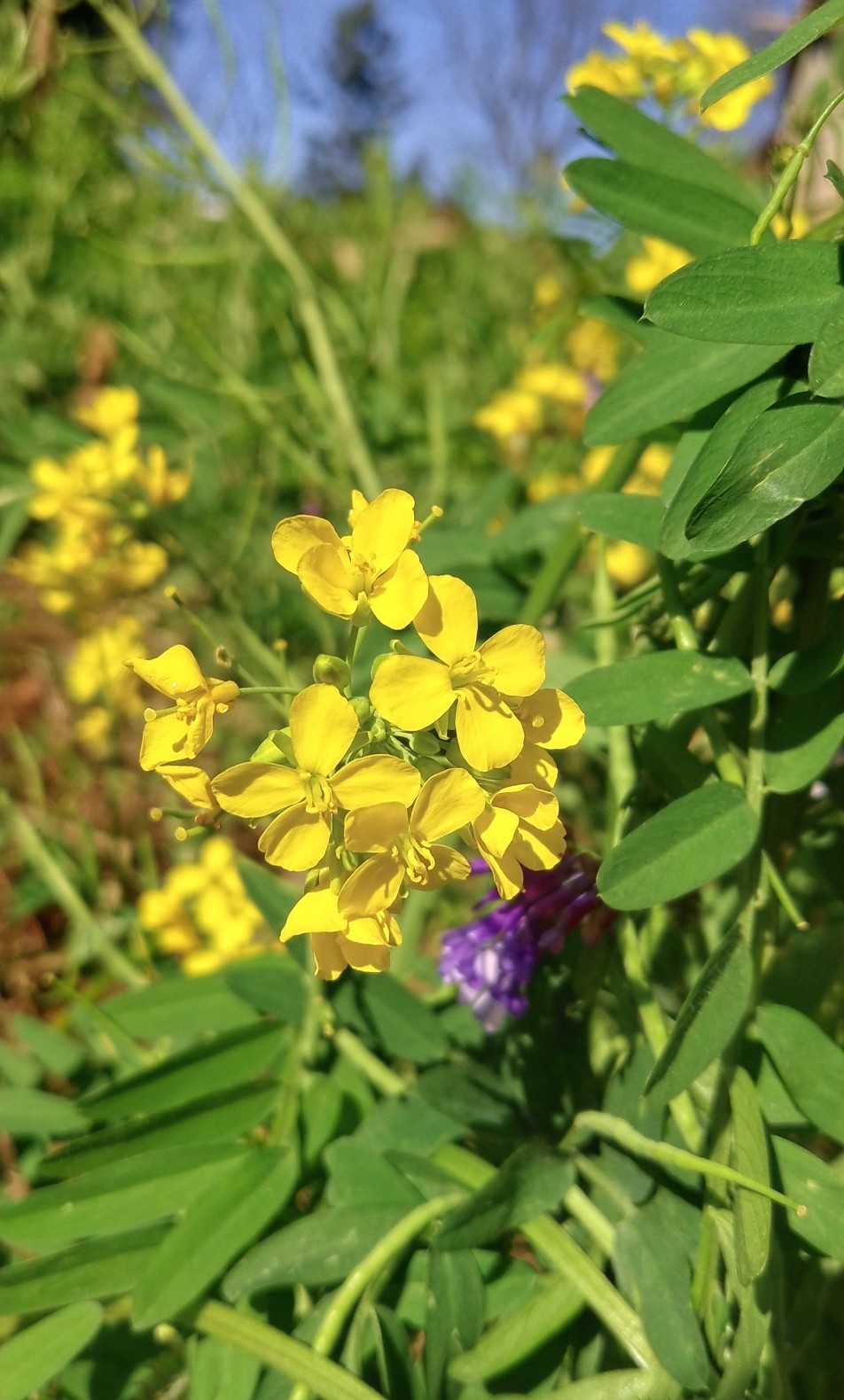 油菜花
