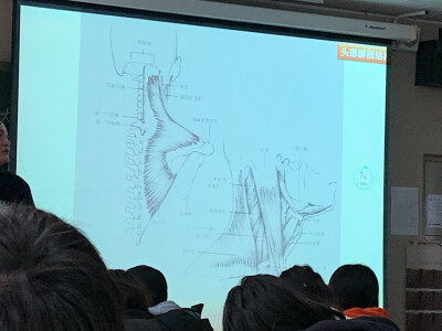 头骨解刨