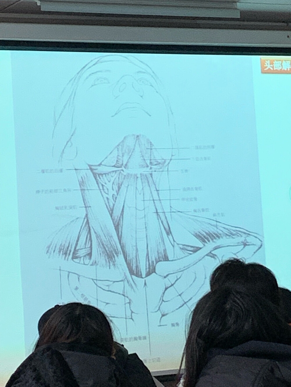 头骨解刨