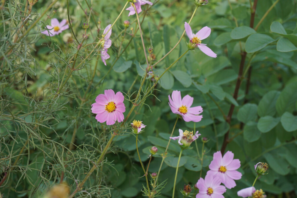 那些年随手拍过——花记