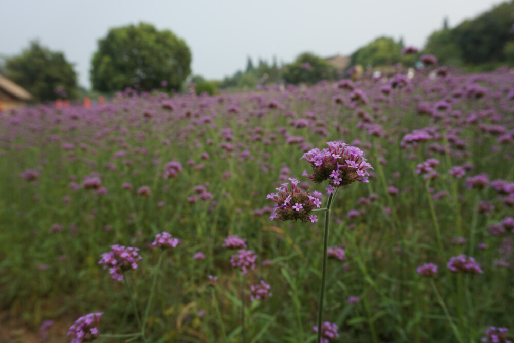 那些年随手拍过——花记