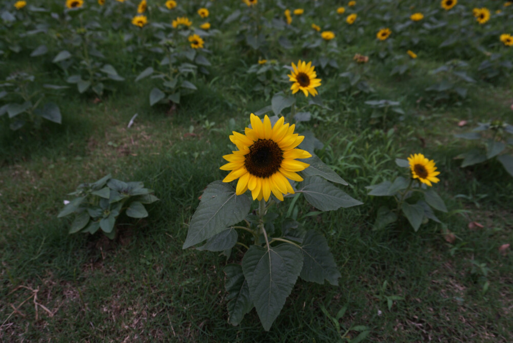 那些年随时拍过——花记