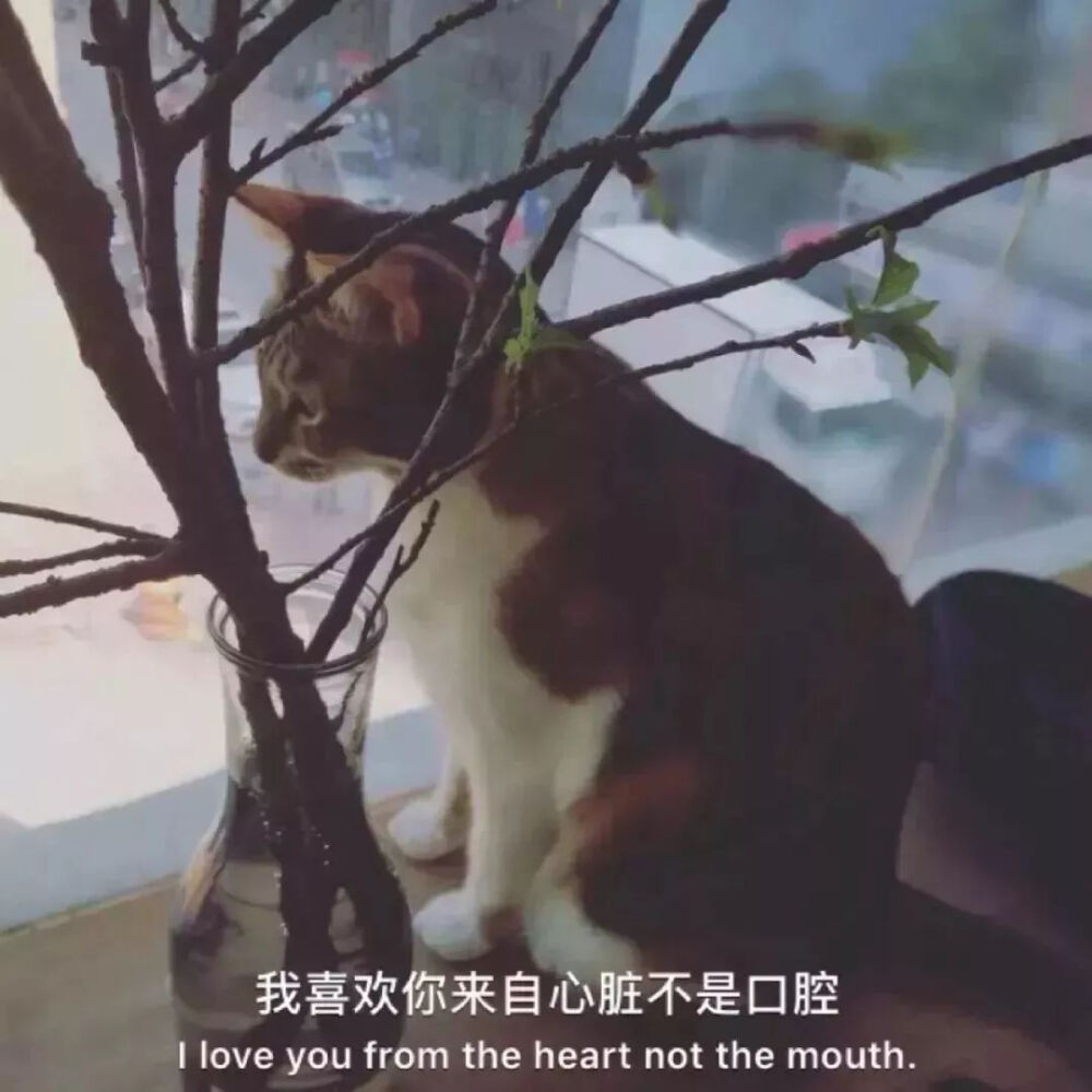 猫.