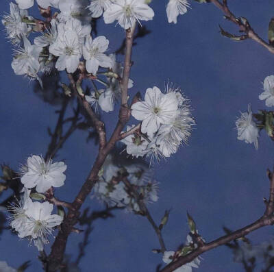 壁纸 彩绘 花朵