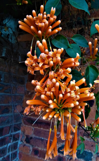 乡村，鞭炮花