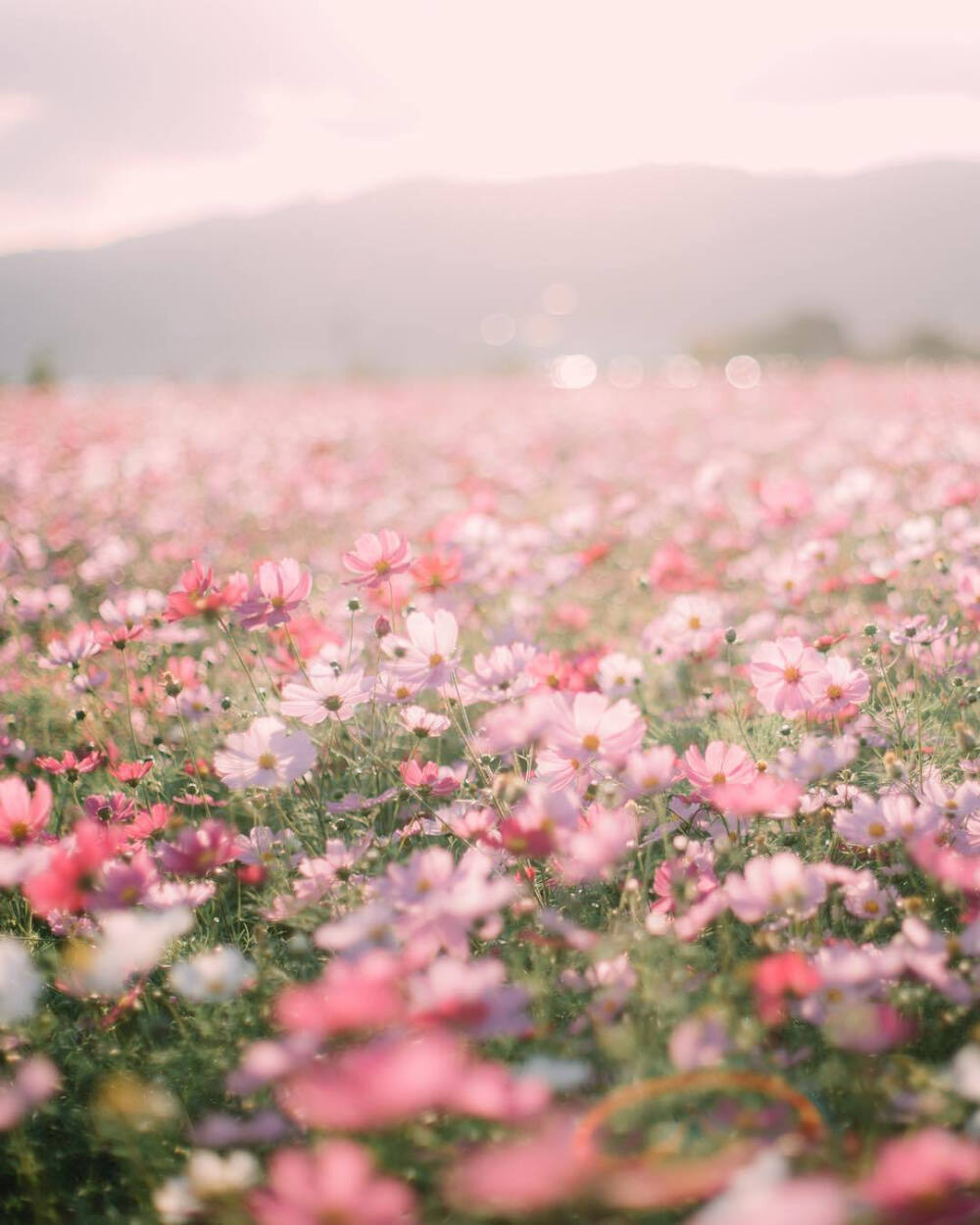  私は花が好きだが、あなたの方が好きだ