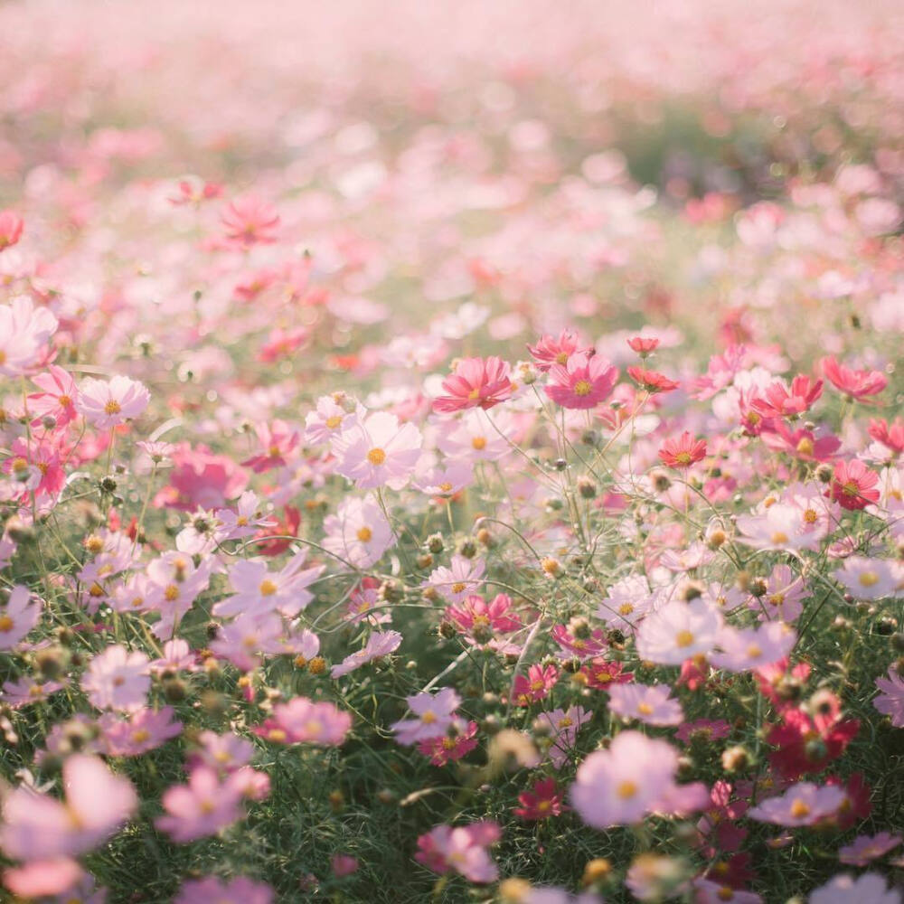  私は花が好きだが、あなたの方が好きだ