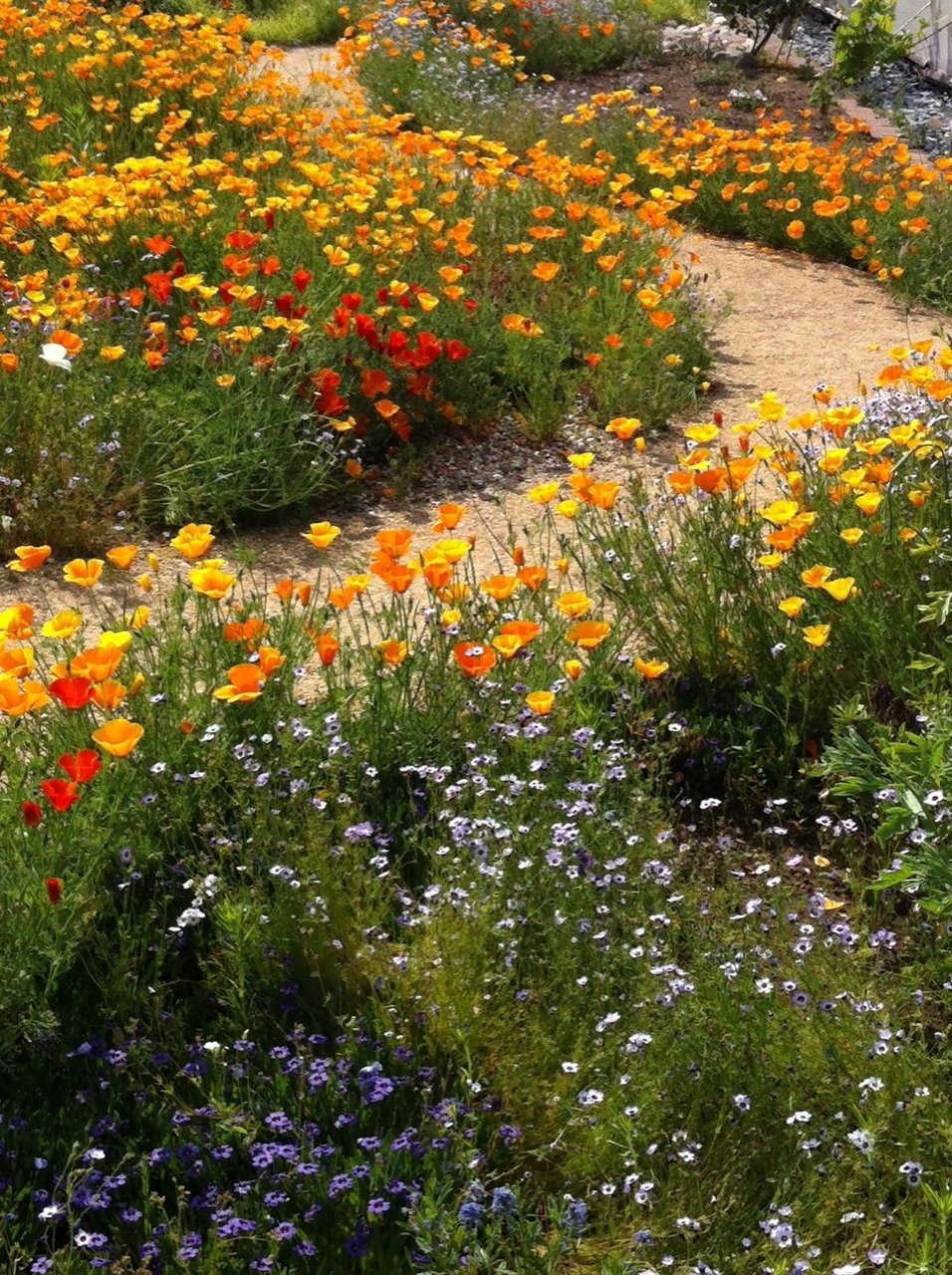  私は花が好きだが、あなたの方が好きだ