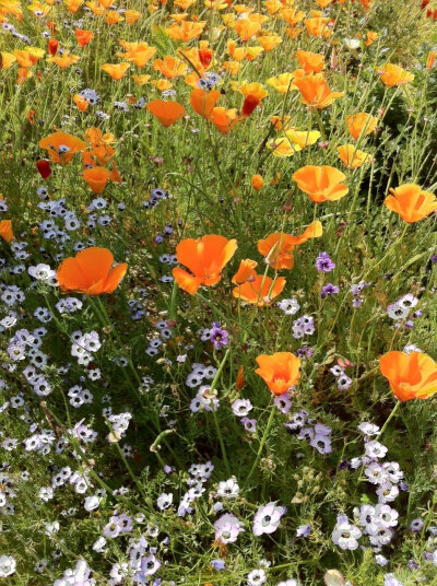  私は花が好きだが、あなたの方が好きだ