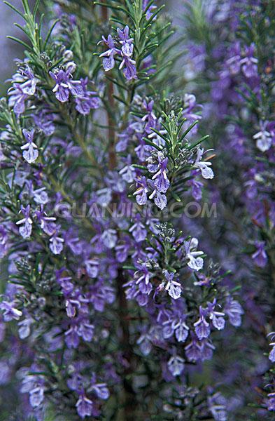 回忆:迷迭香被定义为爱情,忠贞和友谊的象征,而它的花语则是回忆,拭去