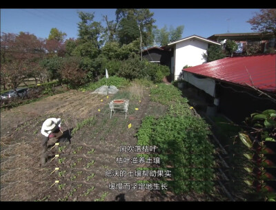 人生果实 人生フルーツ
缓慢而坚定地生长