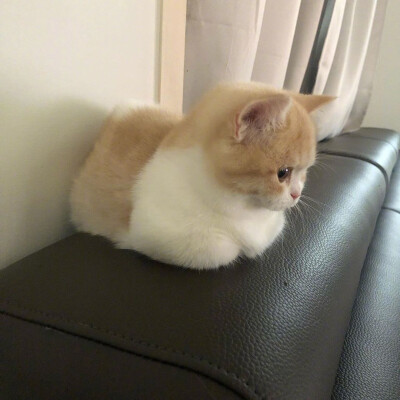 搞怪猫咪头像