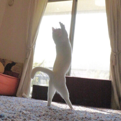 搞怪猫咪头像