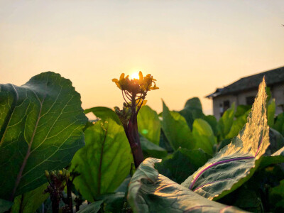 乡村夕阳余晖