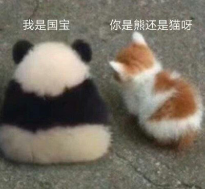 熊猫 猫咪 表情包