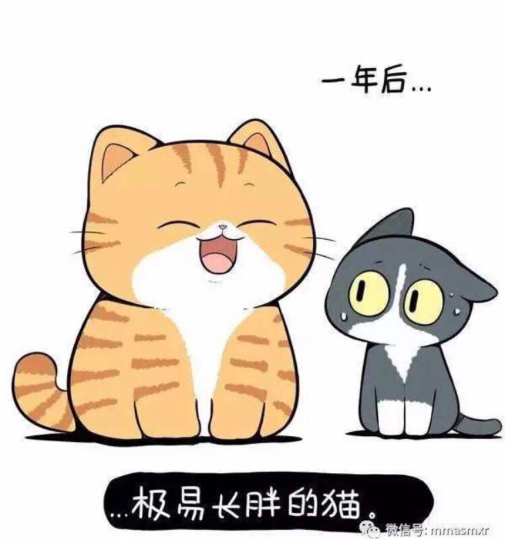 橘猫