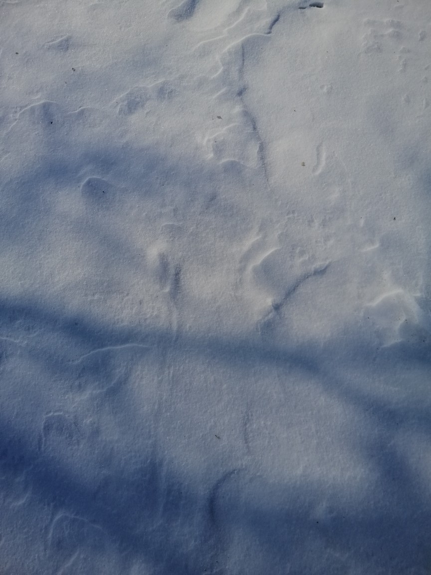 大雪封山☄