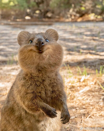 短尾矮袋鼠，是澳洲的一个濒危物种，应该是世界上最开心的动物了吧，即使在睡梦中也是面带微笑