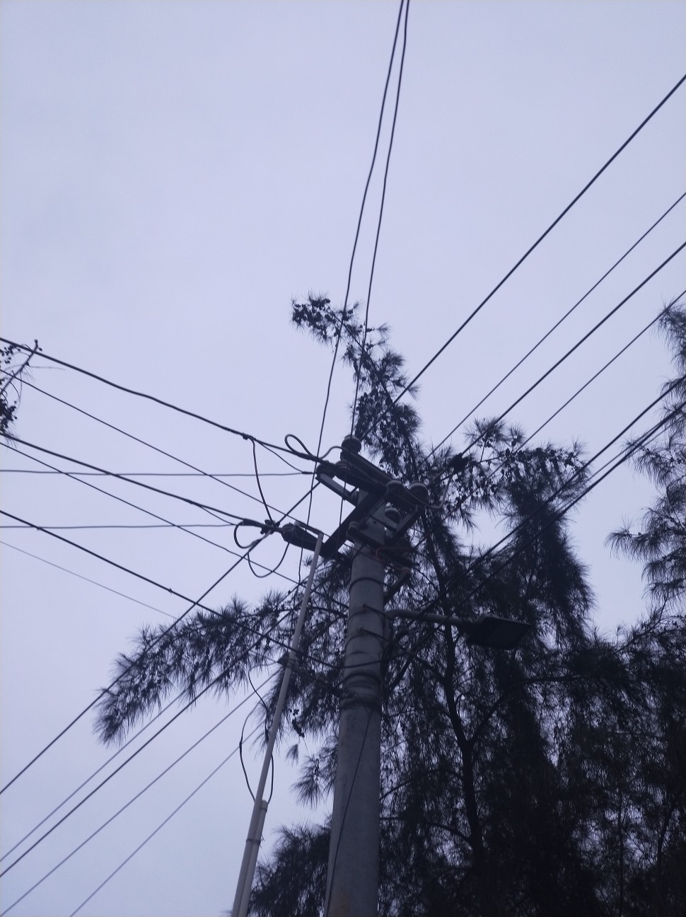 天空 背景图 电线杆 月亮 紫色 树叶 背景图