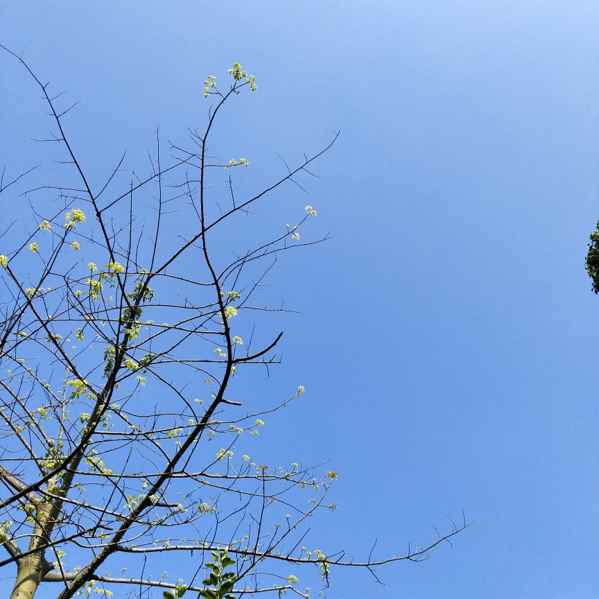 树 天空 蓝色 背景图 