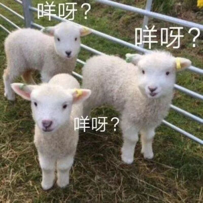 表情包