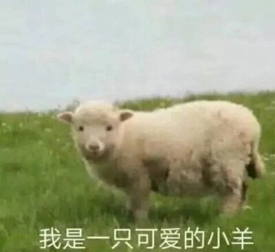 表情包