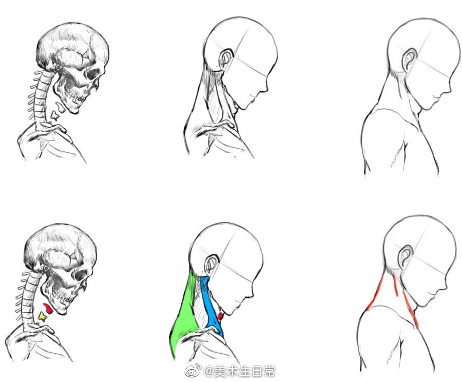 肩颈关系绘画图片