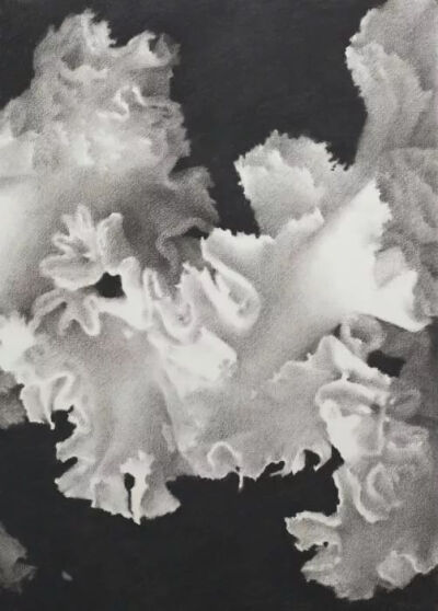 Mingjun Luo《Blossom》，纸上炭笔，70×50cm，2017年