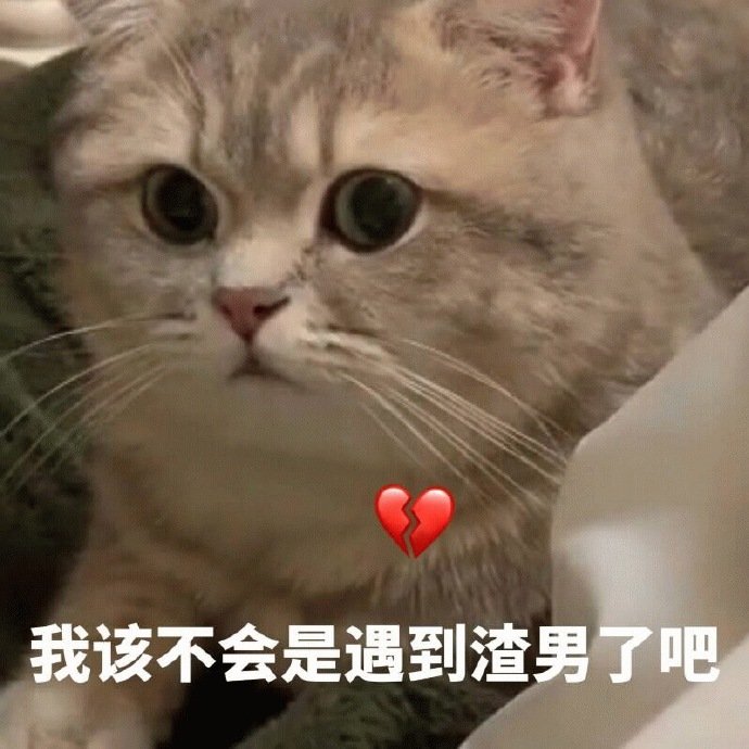 四只猪疯狂对视