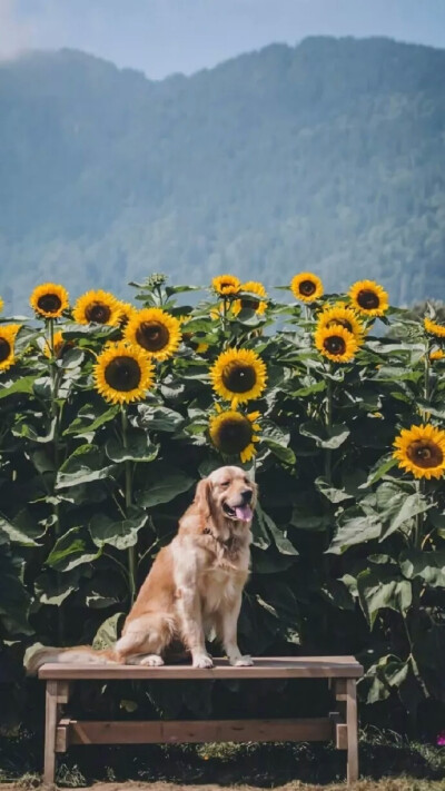 蓝天下的狗子与花