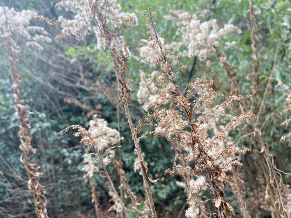 流水绕孤村