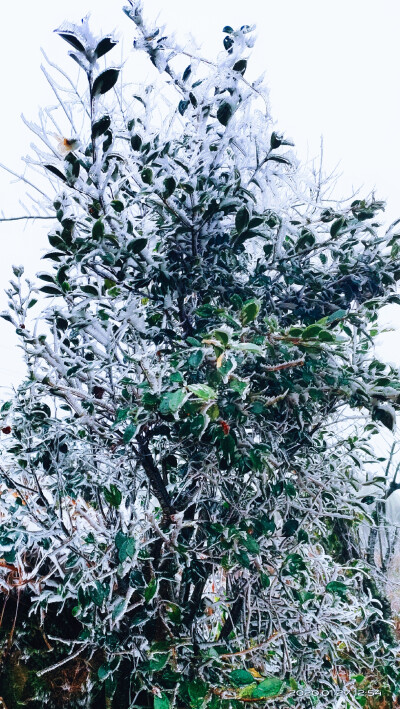 家乡的雪景