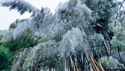 家乡的雪景，超级喜欢