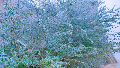 家乡的雪景，超级喜欢