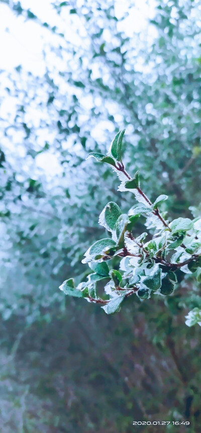 家乡的雪景，超级喜欢